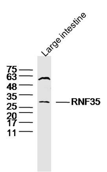 RNF35 Polyclonal Antibody