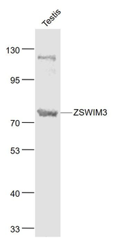 ZSWIM3 Polyclonal Antibody