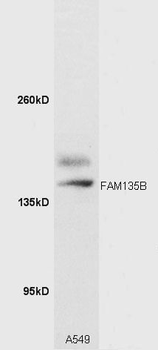 FAM135B Polyclonal Antibody