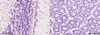 SLC30A3 Polyclonal Antibody