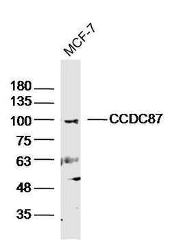 CCDC87 Polyclonal Antibody