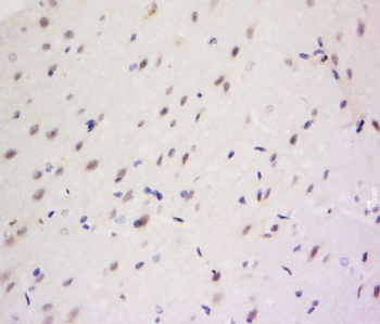 CCDC82 Polyclonal Antibody