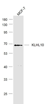 KLHL10 Polyclonal Antibody