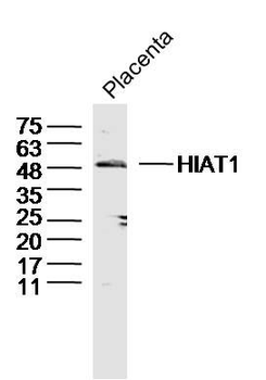 HIAT1 Polyclonal Antibody
