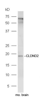 CLDND2 Polyclonal Antibody