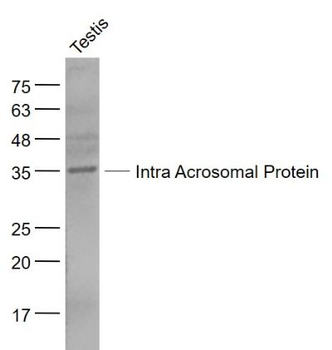 Intra Acrosomal Protein Polyclonal Antibody