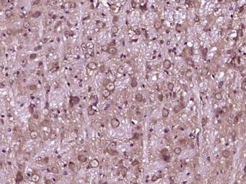 CEND1 Polyclonal Antibody