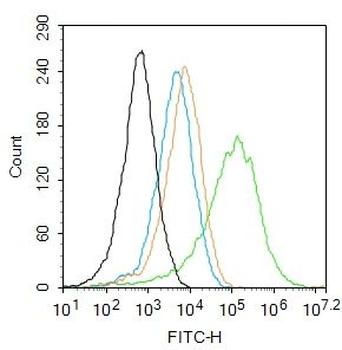 Myosin VIIa Polyclonal Antibody