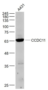 CCDC11 Polyclonal Antibody