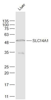 SLC14A1 Polyclonal Antibody