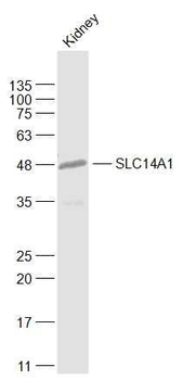 SLC14A1 Polyclonal Antibody