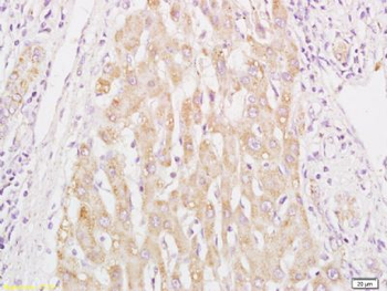FUT1 Polyclonal Antibody