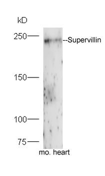 Supervillin Polyclonal Antibody