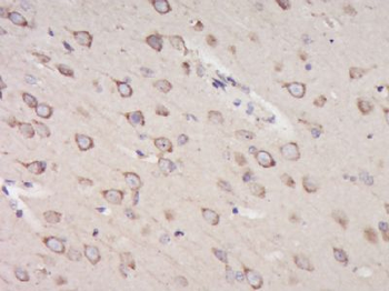 KDEL Polyclonal Antibody
