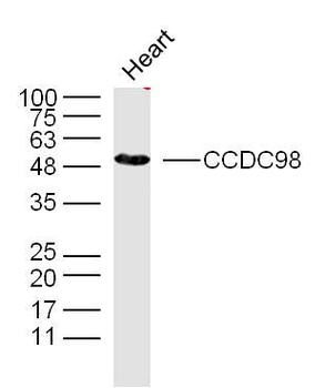 CCDC98 Polyclonal Antibody