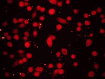 RLLM1 Polyclonal Antibody