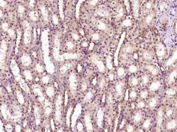 GCMA Polyclonal Antibody