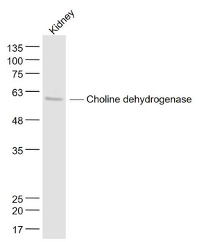 Choline dehydrogenase Polyclonal Antibody