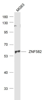 ZNF582 Polyclonal Antibody