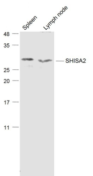 SHISA2 Polyclonal Antibody