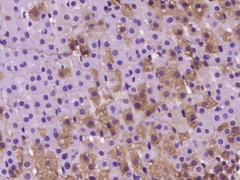 B4GALT6 Polyclonal Antibody