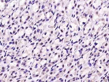 Cux2 Polyclonal Antibody