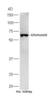 Uromucoid Polyclonal Antibody