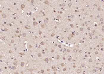 Glypican 1 Polyclonal Antibody