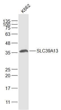 SLC39A13 Polyclonal Antibody