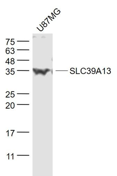 SLC39A13 Polyclonal Antibody