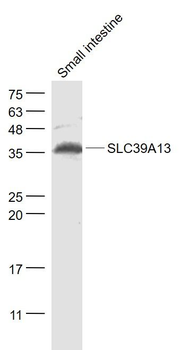 SLC39A13 Polyclonal Antibody