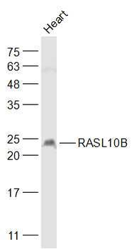 RASL10B Polyclonal Antibody