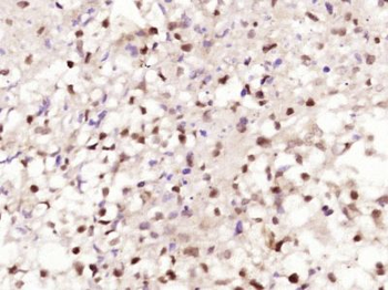 SFRS12/p18SRP Polyclonal Antibody
