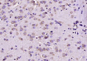 OPA3 Polyclonal Antibody