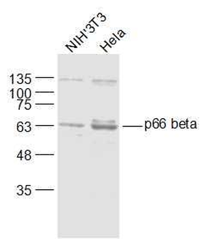 p66 beta/GATAD2B Polyclonal Antibody