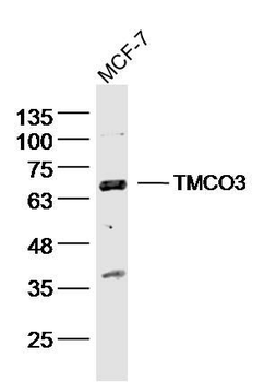 TMCO3 Polyclonal Antibody