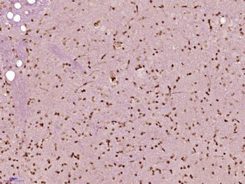 TINP1/NSA2 Polyclonal Antibody