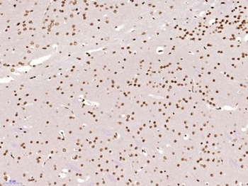 TINP1/NSA2 Polyclonal Antibody