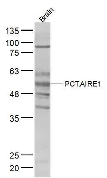 PCTAIRE1 Polyclonal Antibody