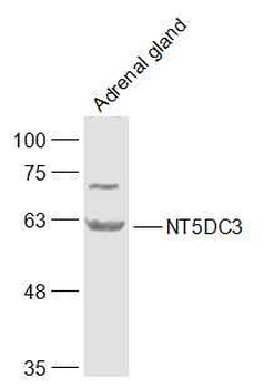 NT5DC3 Polyclonal Antibody