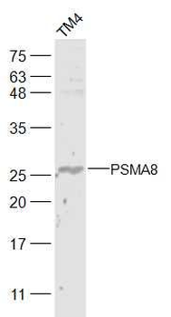PSMA8 Polyclonal Antibody