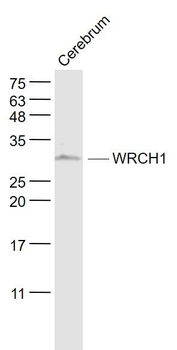 WRCH1 Polyclonal Antibody