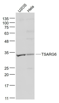 TSARG6 Polyclonal Antibody