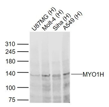 MYO1H Polyclonal Antibody
