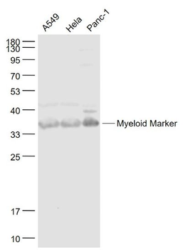 Myeloid Marker Polyclonal Antibody