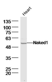 Naked1 Polyclonal Antibody
