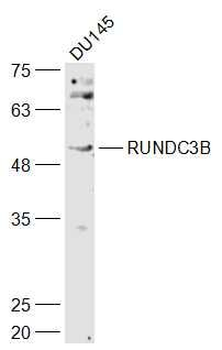 RUNDC3B Polyclonal Antibody