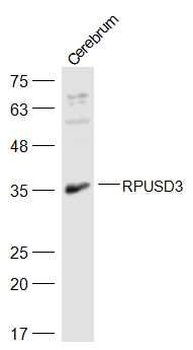 RPUSD3 Polyclonal Antibody