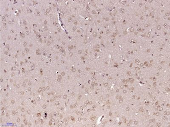 Methionine Sulfoxide Reductase A Polyclonal Antibody