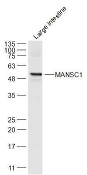 MANSC1 Polyclonal Antibody